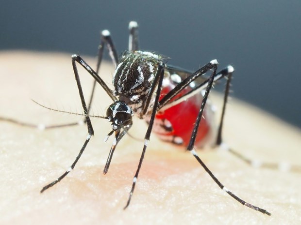 Tailandia abre centro de operaciones de emergencia por aumento de casos de dengue hinh anh 1