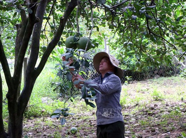 Ninh Thuan recibe codigo para exportacion de pomelo a Estados Unidos hinh anh 1