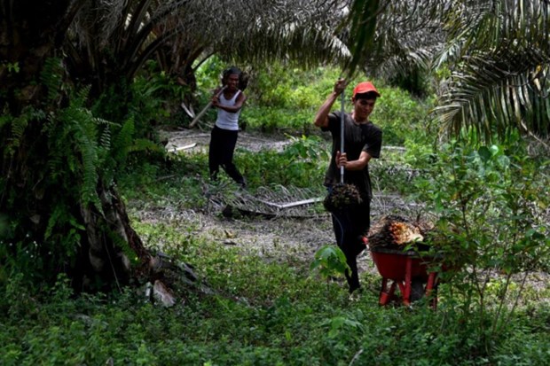 Indonesia ampliara el area de cultivo de palma hinh anh 1