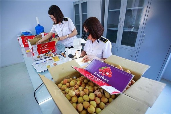 Vietnam por establecer centro de irradiacion de frutas para exportacion en el Norte hinh anh 1