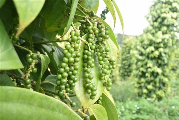 Exportacion de pimienta de Vietnam aumenta 30 por ciento en cinco meses hinh anh 1