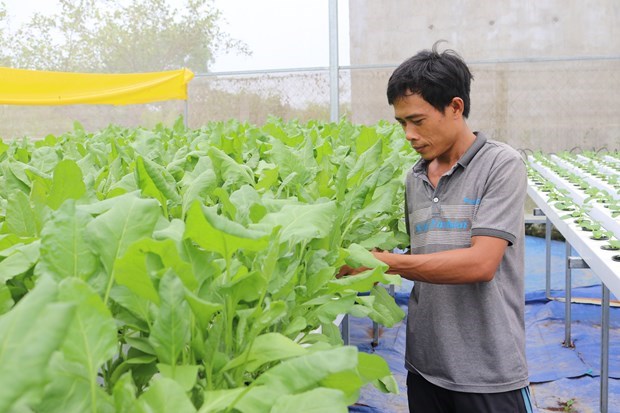 Ninh Thuan de Vietnam amplia produccion agricola de alta tecnologia hinh anh 1