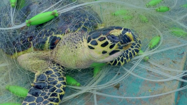 Nueva pelicula vietnamita llama a proteger tortugas marinas hinh anh 2