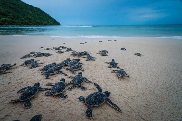 Nueva pelicula vietnamita llama a proteger tortugas marinas hinh anh 1