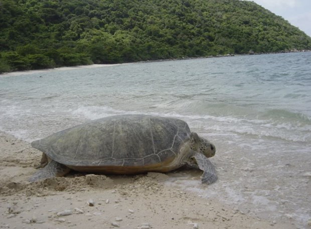 Con Dao, importante area de conservacion de tortugas marinas en el mundo hinh anh 2