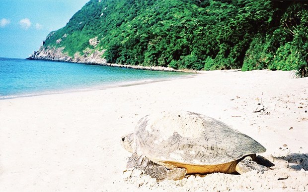 Con Dao, importante area de conservacion de tortugas marinas en el mundo hinh anh 1