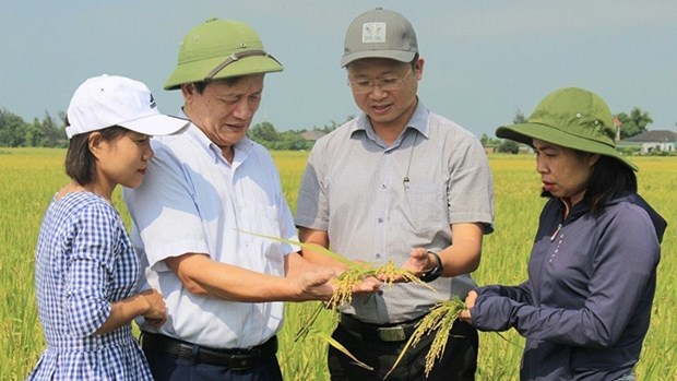 Vietnam se orienta hacia una agricultura organica hinh anh 1