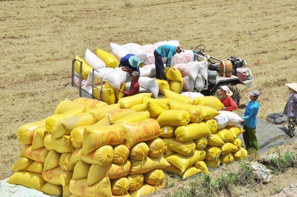 Vietnam busca garantizar equilibrio entre exportacion y consumo de arroz hinh anh 2