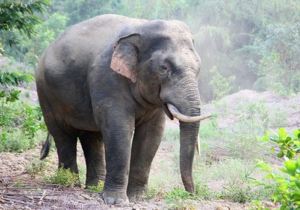 Provincia de Vietnam conserva elefantes salvajes para coexistencia armoniosa hinh anh 1