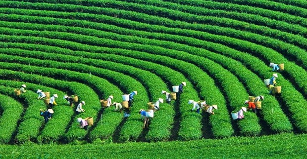 Produccion verde: tendencia inevitable para empresas vietnamitas hinh anh 1
