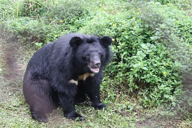 Inauguran Centro de rescate de osos en provincia vietnamita hinh anh 1