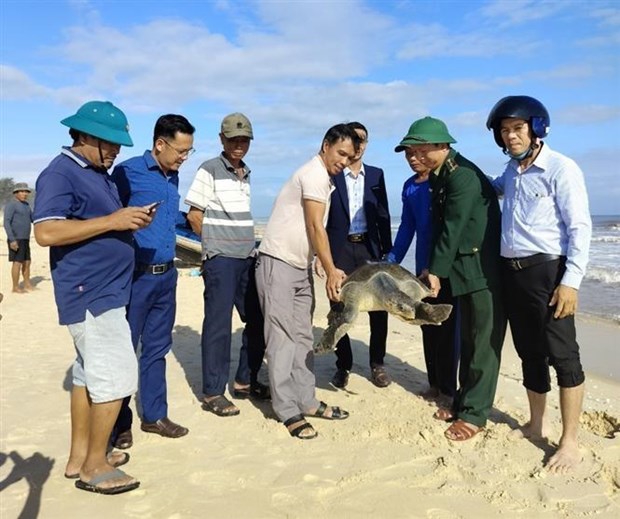 Rescatan a tortuga marina en peligro de extincion en provincia vietnamita hinh anh 2