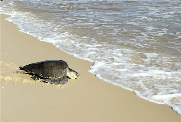 Rescatan a tortuga marina en peligro de extincion en provincia vietnamita hinh anh 1