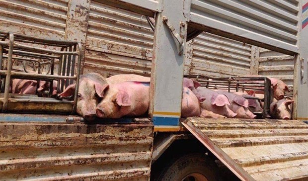 Camboya: Sospechan que 130 cerdos murieron por peste porcina africana hinh anh 1