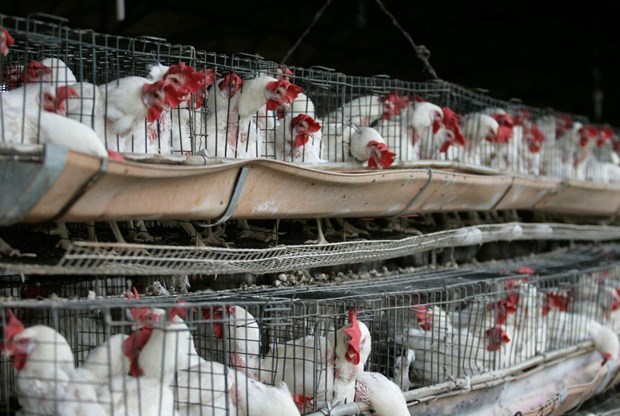 Filipinas prohibe productos avicolas de dos estados de Estados Unidos hinh anh 1