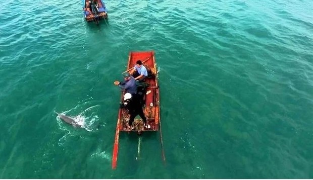 Aparecen delfines y ballenas varias veces en aguas de Co To hinh anh 1