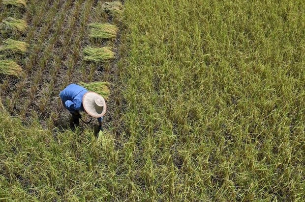 Exportaciones de arroz de Tailandia pueden disminuir debido a El Nino hinh anh 1