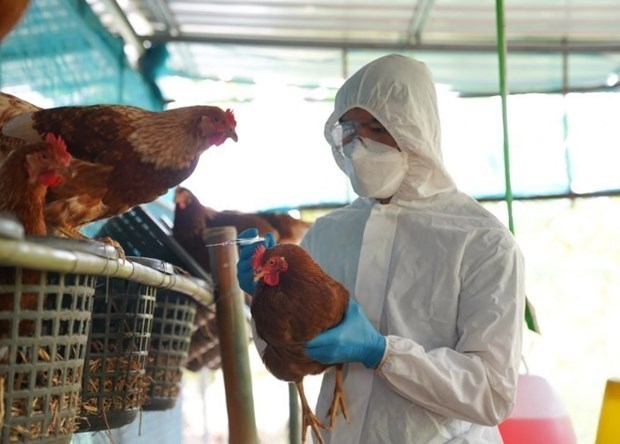 Detectan brote de gripe aviar H5N1 en Laos hinh anh 1