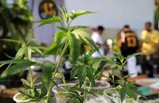 Tailandia prohibira el uso recreativo del cannabis hinh anh 1