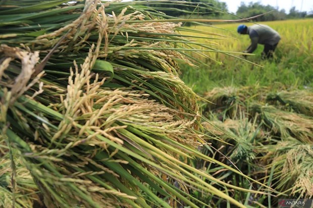 Indonesia implementa medidas para estabilizar el suministro y los precios del arroz hinh anh 1