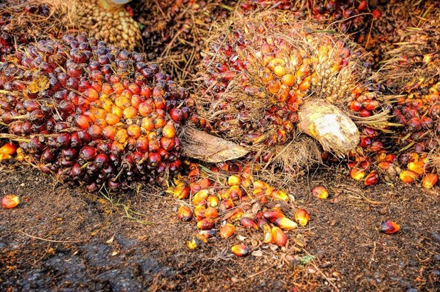 Las existencias de aceite de palma de Malasia alcanzan su nivel mas bajo en seis meses hinh anh 1