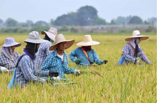 Aconsejan a agricultores tailandeses no cultivar arroz fuera de temporada hinh anh 1