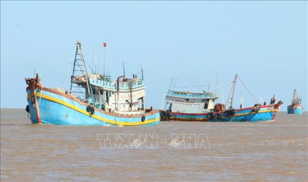 Localidades de Vietnam empenadas en combatir la pesca ilegal hinh anh 1