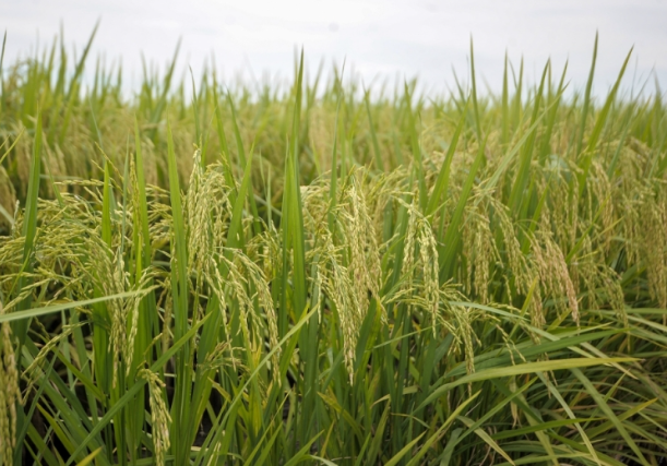 Produccion de arroz de Malasia se asegura pese a desventajas de clima hinh anh 1