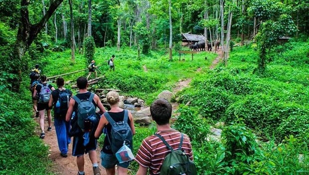 Busca Vietnam explotar potencial de ecoturismo forestal hinh anh 1