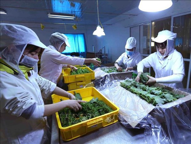 Exportaciones de verduras y frutas de Vietnam apuntan a siete mil millones de dolares hinh anh 1