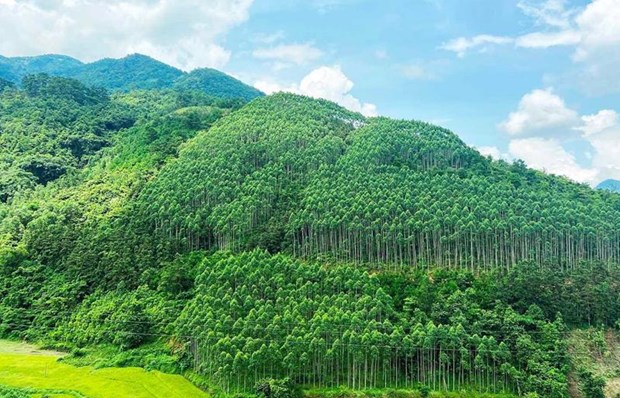 Vietnam ingresa cientos millones de dolares por venta de creditos de carbono forestal hinh anh 1