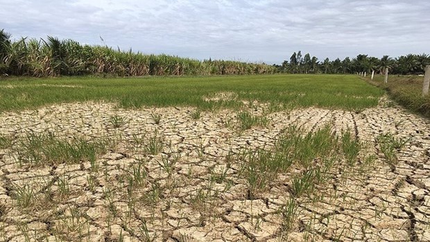 Intrusion de agua salada amenaza la cosecha de arroz en el Delta del Mekong hinh anh 1