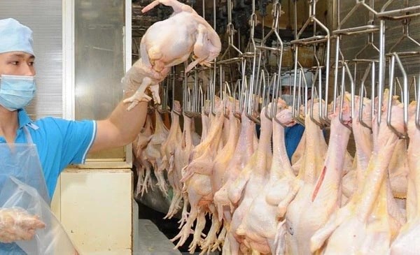Vietnam exportara a mercado musulman mil toneladas de carne de pollo por mes hinh anh 1