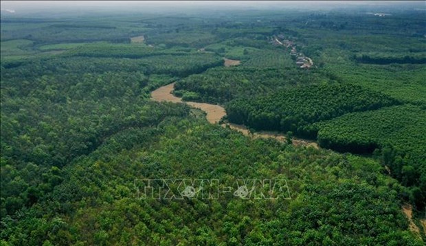 Quang Tri promueve proteccion de bosques y forestacion para reducir emisiones hinh anh 1