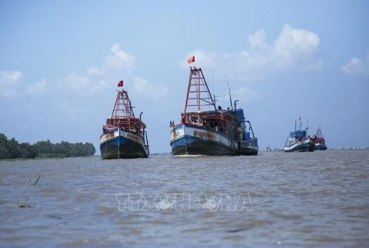 Vietnam trabaja por combatir fuertemente contra la pesca ilegal hinh anh 1