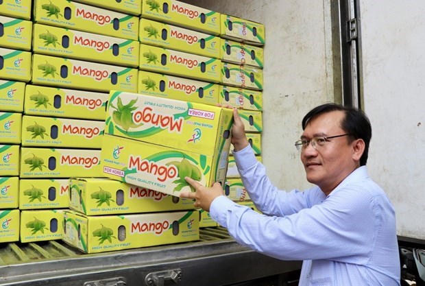 Provincia vietnamita exporta el primer lote de mangos de acacia a Corea del Sur hinh anh 1