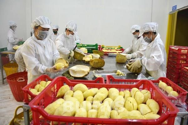 Vietnam registra alto crecimiento en exportaciones de verduras y frutas hinh anh 1