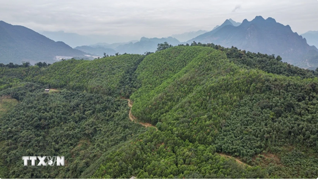 Localidades vietnamitas se benefician de venta de creditos de carbono hinh anh 1