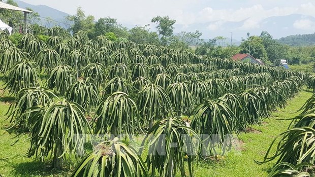 Provincia vietnamita de Tien Giang aumenta emision de codigos de areas frutales hinh anh 1