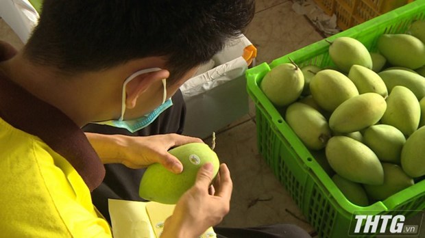 Provincia vietnamita de Tien Giang aumenta emision de codigos de areas frutales hinh anh 2