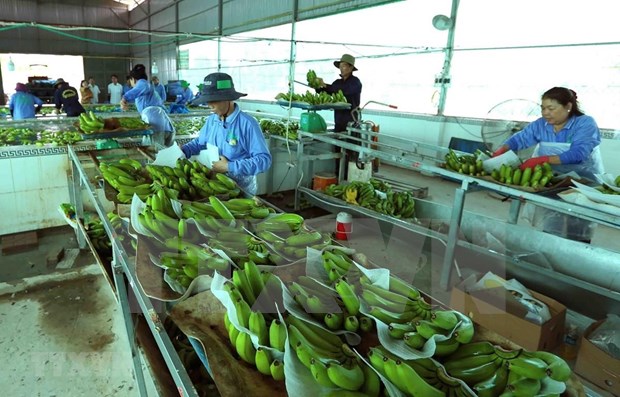 Vietnam y China firman protocolo de exportacion de bananas hinh anh 1