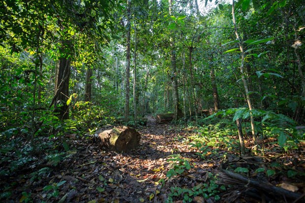 Vietnam recibe 41 millones de dolares por venta de creditos de carbono de bosques hinh anh 2