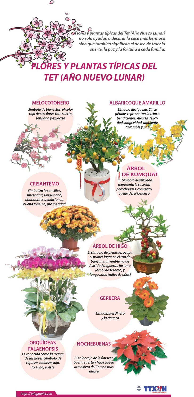Flores y plantas tipicas del Tet (Ano Nuevo Lunar) hinh anh 1