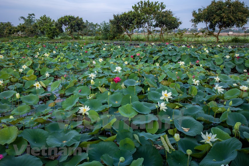 Contemplar belleza de 170 variedades de flor de loto en Hanoi |  Cultura-Deporte | Vietnam+ (VietnamPlus)
