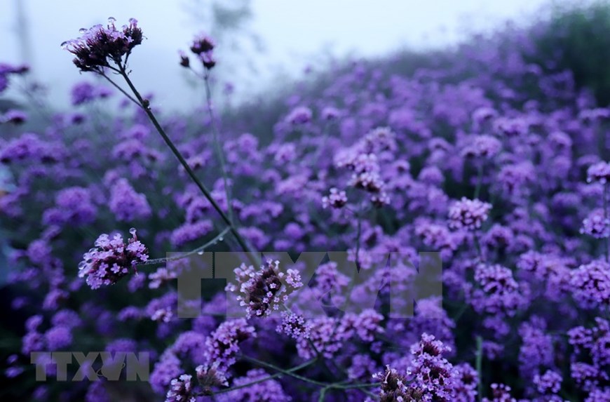 Foto] Campo de las flores de la nuez vómica en Sapa | Turismo | Vietnam+  (VietnamPlus)