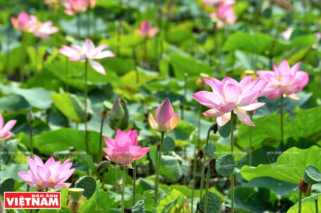 Flor de loto en el campo gastronómico | Cultura-Deporte | Vietnam+  (VietnamPlus)