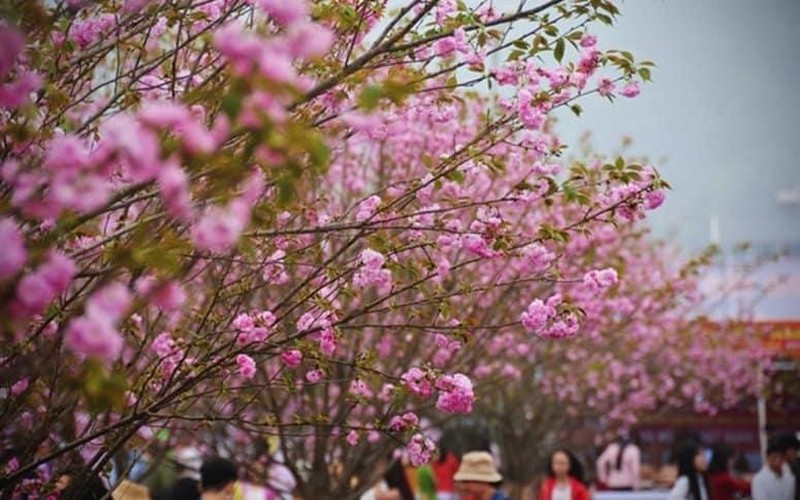 Lang Son organizará Festival de la Flor del Durazno en saludo al Tet 2023 |  Cultura-Deporte | Vietnam+ (VietnamPlus)